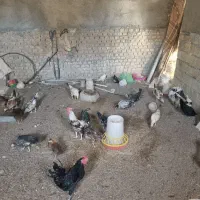 مرغ رسمی