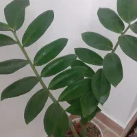 گل وگیاه زاموفیلا فیکوس بونسای شفلرا سانسوریا