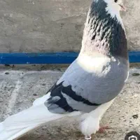 کفتر توضیحات