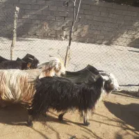 بیگ نرماده  بهده بز چاق|حیوانات مزرعه|ایذه, |دیوار