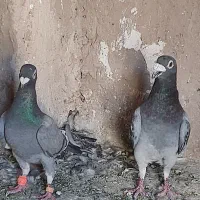 جفت پلاکی