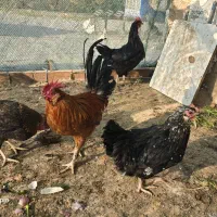 مرغ و خروس فروشی