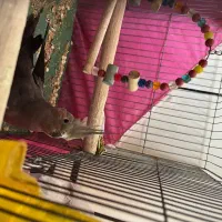 عروس هلندی ماده