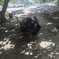 بوقلمون گوشتی