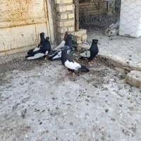 اهواز|پرنده|اهواز, گلدشت|دیوار