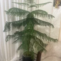کاج مطبق