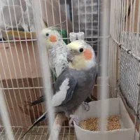 عروس هلندی مولد +نر سخنگو