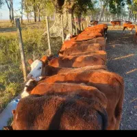 فروش بهترین گوساله نر|حیوانات مزرعه|تهران, انبار نفت|دیوار