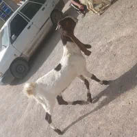 یک عددگیسه بفروش