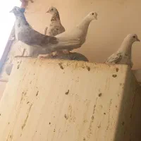 ۶ تا کفتر سالم و پرشی|پرنده|قم, شاه سید علی|دیوار