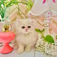 گربه|گربه|شیراز, شهرک گلدشت حافظ‎|دیوار