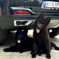 یک جفت ژرمن نر ماده خریدار واقعی تخفیف داره.