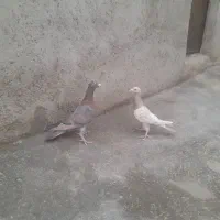 فروش،دو عدد هفت رنگ