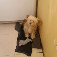 سگ شیتزو|سگ|جهرم, |دیوار