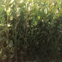 فروش نهال پسته پایه بادامی زرند|خدمات باغبانی و درختکاری|اصفهان, احمدآباد|دیوار