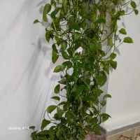 گل آپارتمانی زیبا