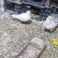 کبوتر در پرنده ها|پرنده|پلدختر, |دیوار