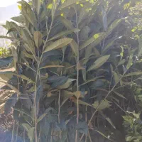 نهالستان گل محمدی|خدمات باغبانی و درختکاری|تبریز, |دیوار