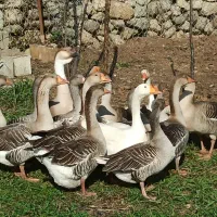 غاز محلی گرید A با بالاترین کیفیت ممکن|حیوانات مزرعه|شاندرمن, |دیوار