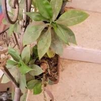 گل ها فروشی|گل و گیاه طبیعی|کاشمر, |دیوار