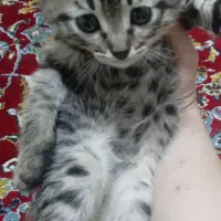 گربه میکس اسکاتیش