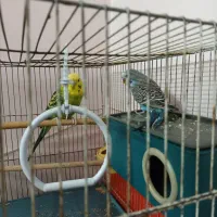 یک جفت مرغ عشق|پرنده|اردبیل, |دیوار