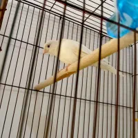 قناری نر|پرنده|برازجان, |دیوار