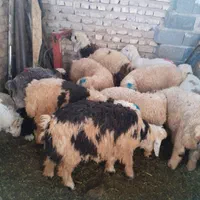گوسفند زنده.کهره‌.بره.گوشت|حیوانات مزرعه|شیراز, گلشن|دیوار