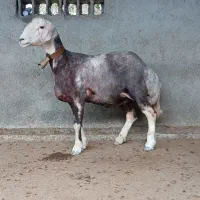 سلام 2عدد گوسفند آبستن درجه یک