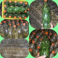 طلای سبز،قیمت باور نکردنی(خیارشور بطری)