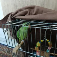 طوطی ملنگو فوق العاده آرام ورام