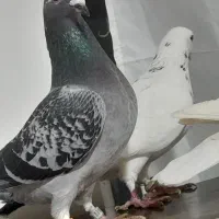 ۷تا پرشی|پرنده|آشخانه, |دیوار