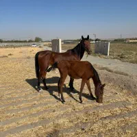 اسب نریون سواری اسب مادیون کششی|اسب و تجهیزات اسبسواری|مشهد, خین عرب|دیوار