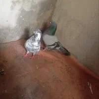 کفتر|پرنده|تهران, زرگنده|دیوار