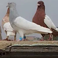 کبوتر|حیوانات|شیراز, داریون|دیوار