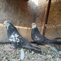 کبوتر پر