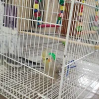 فروش عروس هلندی|پرنده|مشهد, استاد یوسفی (شهرک غرب)|دیوار