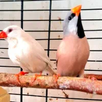 فنچ کرواتی جفت مولد