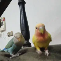 طوطی کوتوله|پرنده|بابلسر, |دیوار