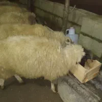 فروش گوسفند نر