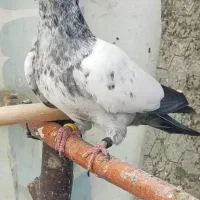 کفتر‌تهرانی‌پرشی‌‌جوجه