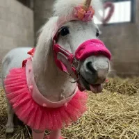 فلابلا نریون