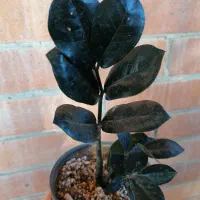 زاموفیلیا سوپر بلک و گلهای حراج|گل و گیاه طبیعی|تهران, امانیه|دیوار