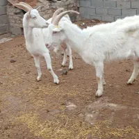 بز بزسانن