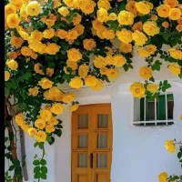 نیازمندخانم جهت نظافت منزل