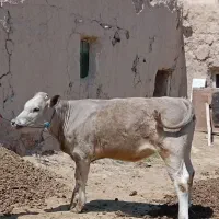 فروش فوری گوساله