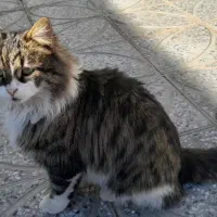 گربه خونگی بفروش میرسد|گربه|زرند, |دیوار