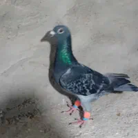 پشت بسته نر