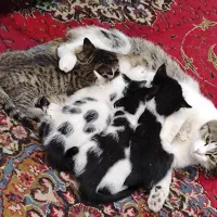 توله گربه و مادرشون