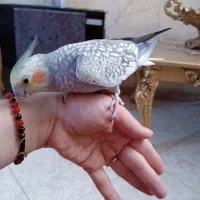 چیکو گل باقالی کوکو لوتینو